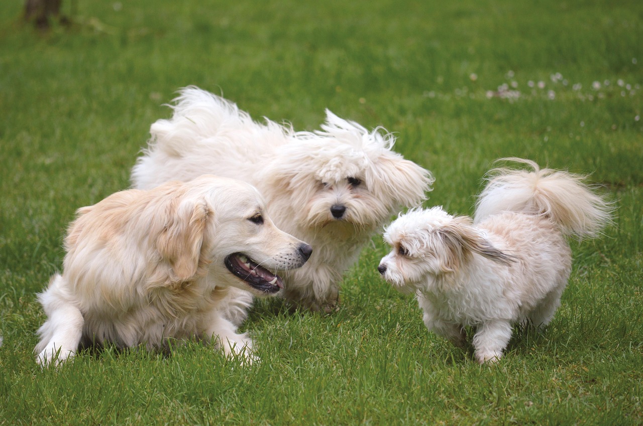 dogs, animals, dogs play, pets, outdoors, lawn, meadow, together, mammals, nature, grass, dog school, socialize, to learn, romp, wildlife, playing dogs