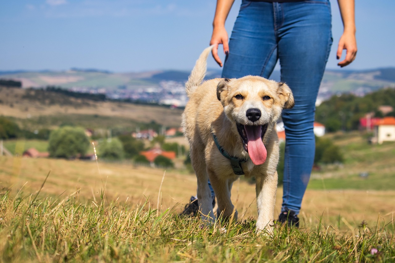 dog, puppy, grass, beautiful nature, mac wallpaper, 4k wallpaper, canine, mammal, nature background, happy, hd wallpaper, full hd wallpaper, windows wallpaper, free background, wallpaper 4k, walking, playing, friend, nature wallpaper, animal, wallpaper hd, pet, outdoor, freedom, desktop backgrounds, cute, beautiful wallpaper, 4k wallpaper 1920x1080, laptop wallpaper, free wallpaper, nature, cool backgrounds, wallpaper, background